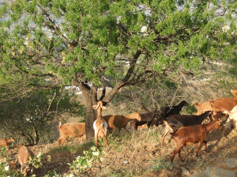 Anadalusien 2009 - 0598 